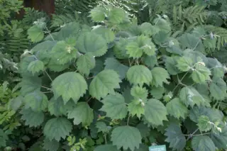 Boehmeria platanifolia