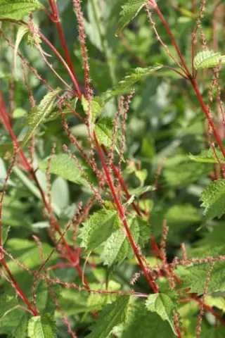 Boehmeria tricuspis