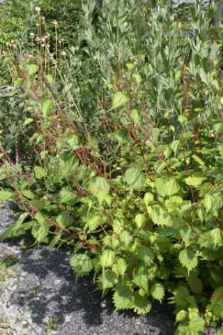 Boehmeria tricuspis