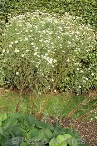 Boltonia asteroides lat. 'Snowbank'