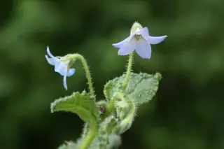 Borago pygmaea (laxiflora)