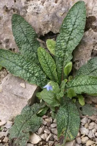Borago pygmaea (laxiflora)