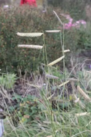 Bouteloua gracilis ex 'Blonde Ambition'
