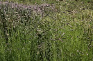 Bouteloua gracilis
