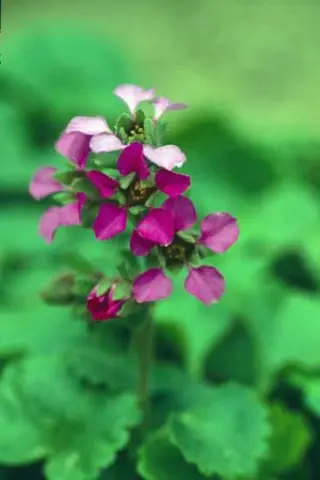 Boykinia jamesii