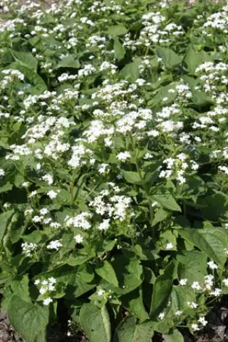 Brunnera macrophylla 'Betty Bowring'