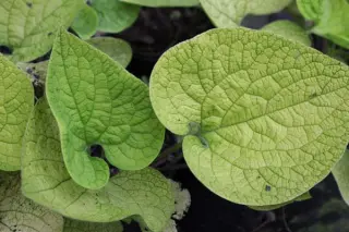 Brunnera macrophylla 'Diane's Gold'
