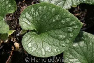 Brunnera macrophylla 'Emerald Mist'