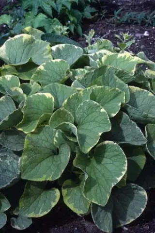 Brunnera macrophylla 'Hadspen Cream'