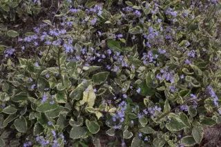 Brunnera macrophylla 'Hadspen Cream'