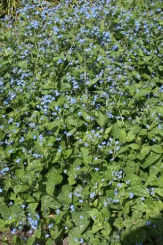 Brunnera macrophylla 'Langtrees'