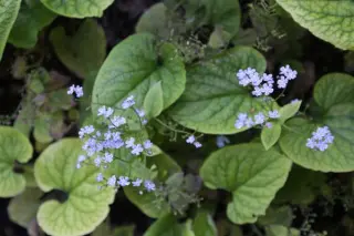 Brunnera macrophylla 'Mary's Eyes'