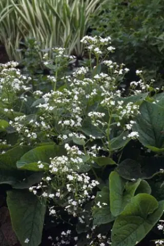 Brunnera macrophylla 'Moonlight Palette'