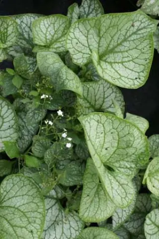 Brunnera macrophylla 'Mr. Morse'