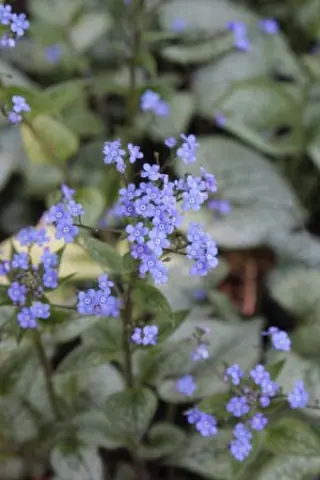 Brunnera macrophylla 'Queen Of Hearts'