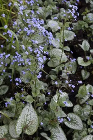 Brunnera macrophylla 'Seaheart'