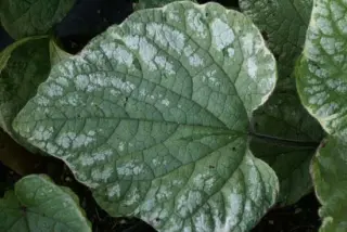Brunnera macrophylla 'Silver Wings'