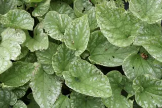 Brunnera macrophylla 'Silver Wings'