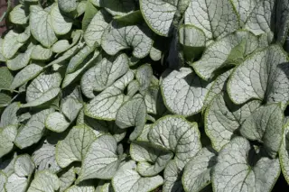 Brunnera macrophylla 'Silverheart'