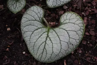 Brunnera macrophylla 'Silverheart'