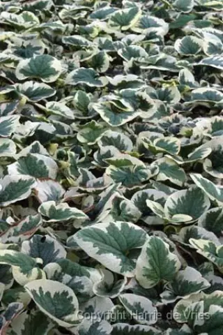 Brunnera macrophylla 'Variegata'