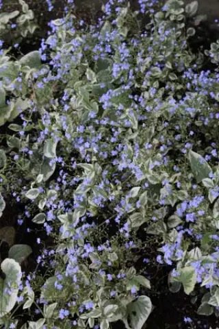 Brunnera macrophylla 'Variegata'