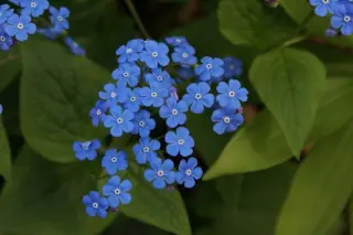 Brunnera macrophylla