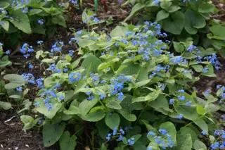 Brunnera macrophylla