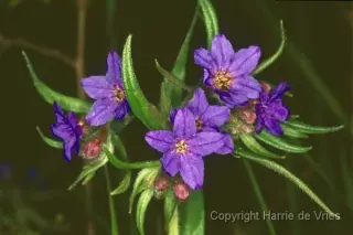 Buglossoides purpurocaerulea