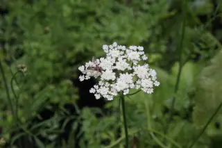 Bunium bulbocastanum