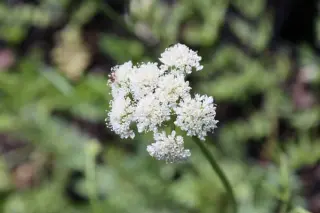Bunium ferulaceum