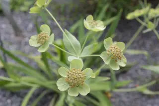 Bupleurum angulosum