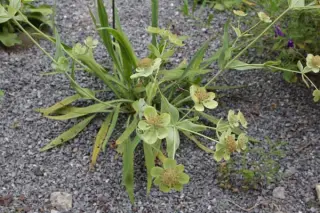 Bupleurum angulosum