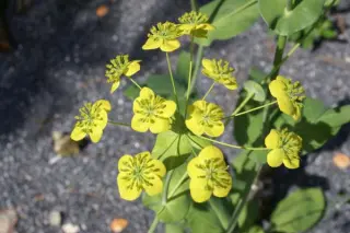 Bupleurum aureum (ex Mongolië)