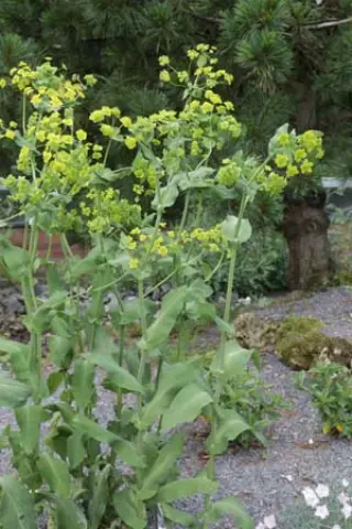 Bupleurum aureum (ex Mongolië)