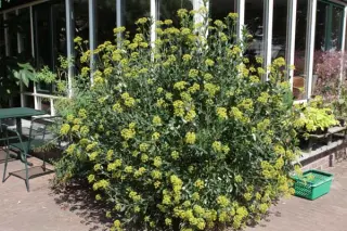 Bupleurum fruticosum