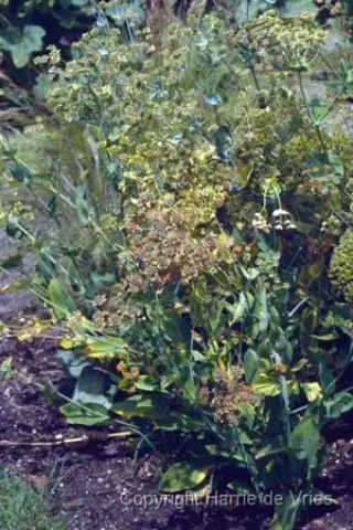 Bupleurum longifolium 'Bronze Form'