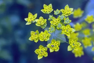 Bupleurum longifolium