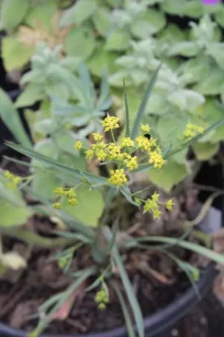 Bupleurum polyphyllum Nce 033