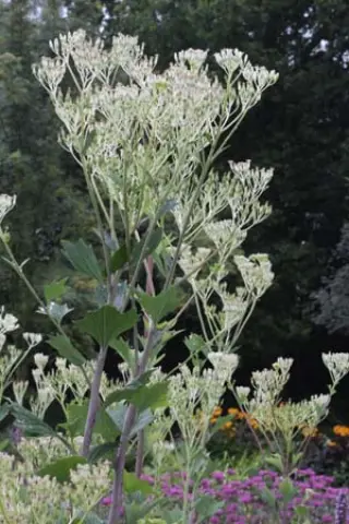 Cacalia sp. (speciosa)