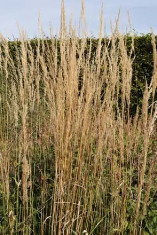 Calamagrostis x acutiflora 'Eldorado'