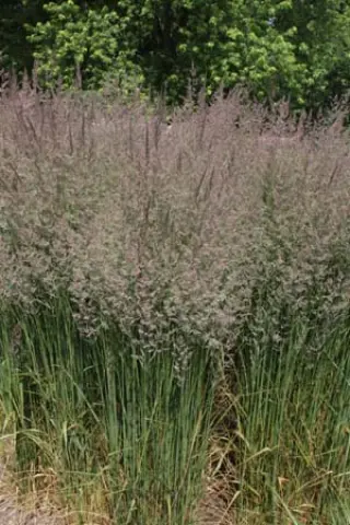 Calamagrostis x acutiflora 'Karl Foerster'