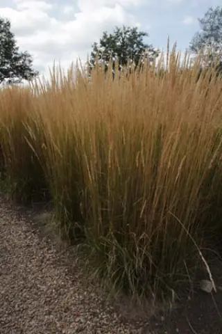 Calamagrostis x acutiflora 'Karl Foerster'