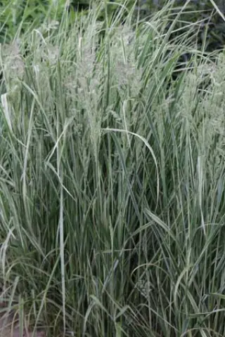 Calamagrostis x acutiflora 'Overdam'
