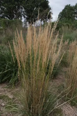 Calamagrostis x acutiflora 'Overdam'