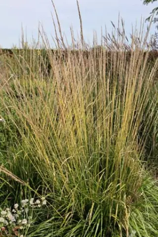 Calamagrostis x acutiflora 'Waldenbuch'