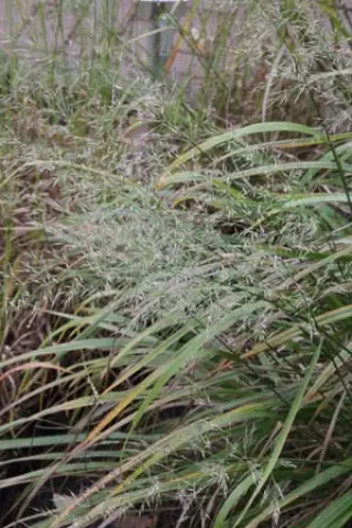 Calamagrostis arundinacea (syn. Deyeuxia pyramidalis