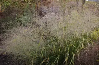 Calamagrostis brachytricha (coll. Lushan)