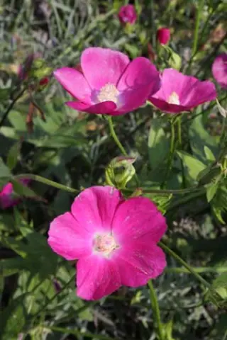 Callirhoe bushii