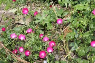 Callirhoe bushii